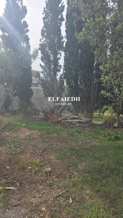 Terrain Blue  T1001-1