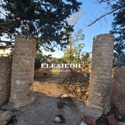 Terrain Polo V2986-3