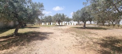 T224 TERRAIN AHLEM-1