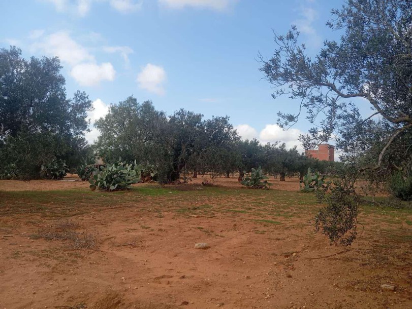 Vente Immédiate - Terrain de 500m² ou 1000m² à Besbesia, Hammamet Sud-1