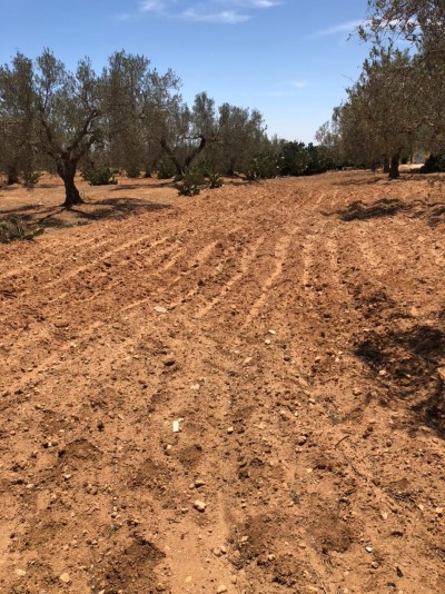 Vente Immédiate - Terrain de 500m² ou 1000m² à Besbesia, Hammamet Sud